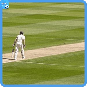 Cricket